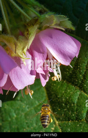 Embú das Artes - SP abelhas Apis mellifera Insetos Flor Flora Fauna Natureza Embú das Artes São Paulo Brasil flor da abelha Foto Stock