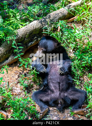 Sun Bear (Helarctos malayanus) giacente sulla sua schiena nella foresta pluviale al Bornean Sun Bear Conservation Centre di Sepilok e Sandakan, Borneo Malaysia Foto Stock