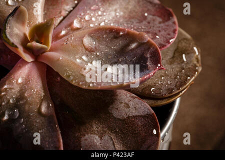 Vasi con piante succulente echeveria rossa close-up, macro shot. Vista superiore Foto Stock