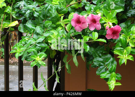 Alamanda; l'Allamanda cathartica L; planta tóxica; ornamentali dedal-de-dama; Trepadeira; Estado de São Paulo; Araçoiaba da Serra. Foto Stock