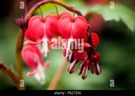 Lamprocapnos spectabilis, cuore sanguinante o cuore asiatico sanguinante è una specie di pianta fiorente della famiglia papavero Papaveraceae Foto Stock