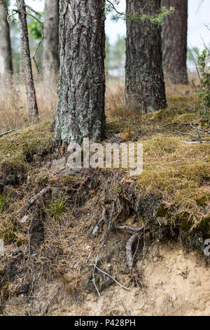 Radici di pino visibile sul pendio. Alberi che crescono su una pendenza in una zona boscosa. Stagione di estate. Foto Stock