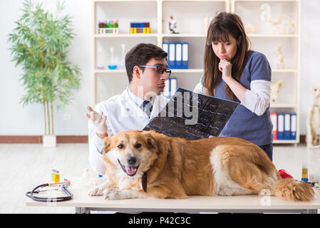 Medico e assistente a controllare il golden retriever cane in clinica veterinaria Foto Stock