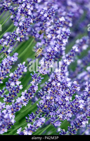 Profumato giardino, lavanda Foto Stock