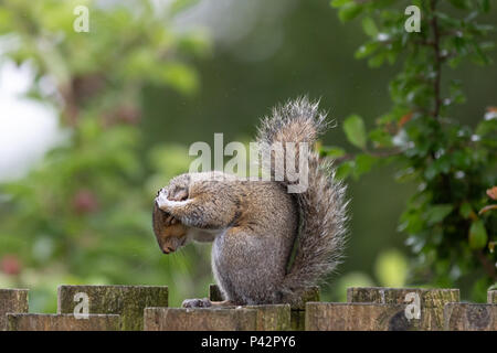 Regno Unito Meteo: (OH, no! Non piove ancora!) Una mattina bagnata come scoiattolo grigio (Sciurus carolinensis) ha l'espressione di: "OH, no! Non piove ancora!" con le previsioni per il tempo soleggiato avanti. © Ian Jones/Alamy Live News. Foto Stock