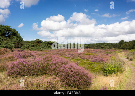 In tipico stile olandese heather paesaggio di dune della zona costiera vicino a Schoorl, Paesi Bassi. Sulla giornata di sole con belle nuvole bianche in un cielo blu Foto Stock