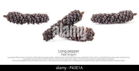 Pepe lungo (Piper longum) isolato su sfondo bianco Foto Stock