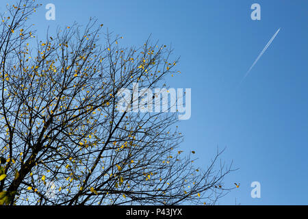 Aereo commerciale battenti in tutta blu cielo di autunno lasciando sopra contrails bald albero a foglie decidue trattenendo ultimo Foglie di autunno Foto Stock