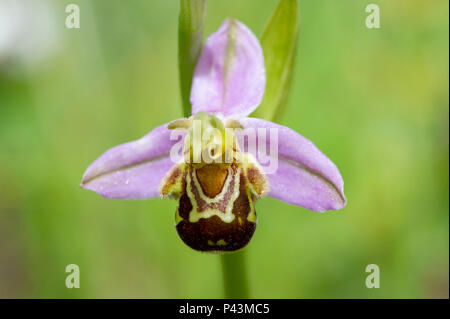 Un nativo Bee Orchid (Ophrys apifera) crescente selvatici nel Regno Unito Foto Stock