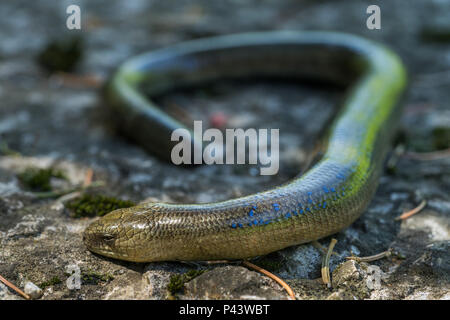 Legless Lizard (Anguis fragilis) in habitat naturali. Maschio Foto Stock