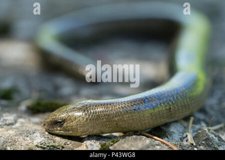 Legless Lizard (Anguis fragilis) in habitat naturali. Maschio Foto Stock