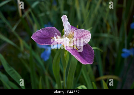 Iris louisiana fiori viola Foto Stock