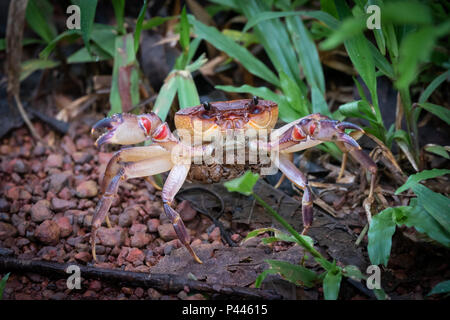 Ci sono circa 1.300 specie di gamberi d'acqua dolce, distribuiti in tutto i tropichi e subtropics, diviso tra otto famiglie. Essi mostrano direct Foto Stock