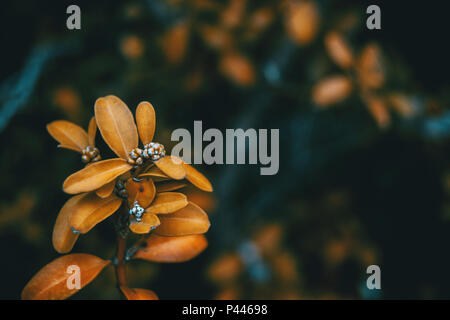 Foglie di giallo di buxus sempervirens nella natura Foto Stock