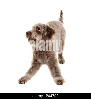 Lagotto Romagnolo cane di razza pura isolata su sfondo bianco Foto Stock