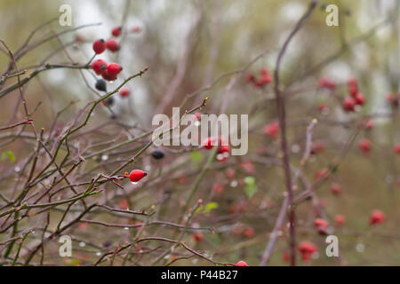 Molti boccioli di rosa canina su ramoscelli con gocce di pioggia, il fuoco selettivo Foto Stock