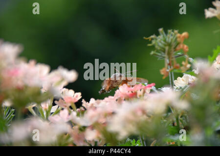 Macroglossum stellatarum oscillando su fiori di colore rosa a inizio estate, hummingbird hawk-moth succhiare il nettare da un fiore, bee-moth sorseggiando il nettare Foto Stock