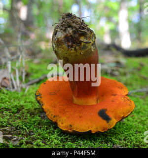 I pori sotto il tappo di un neoboletus luridiformis fungo Foto Stock