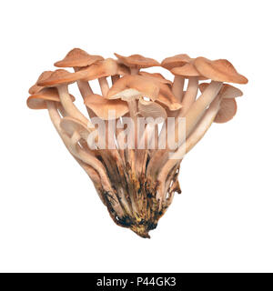 Armillaria tabescens funghi isolati su bianco Foto Stock