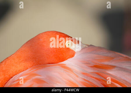 Flamingo-rosado (Phoenicopterus roseus) na FundaÃ§Ã£o Parque Zoologico de SÃ£o Paulo. SÃ£o Paulo / SP (Foto: CiÃ§un Neder / Fotoarena) Data: 07/09/2013 Foto Stock