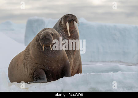 Norvegia Isole Svalbard, Nordaustlandet, Austfonna. Tricheco (Odobenus rosmarus) con ghiaccio Austfonna Cap in distanza. Foto Stock