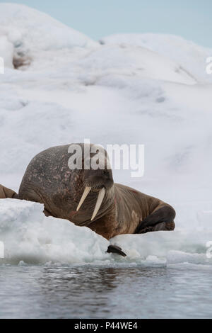 Norvegia Isole Svalbard, Nordaustlandet, Austfonna. Tricheco (Odobenus rosmarus) su ghiaccio. Foto Stock