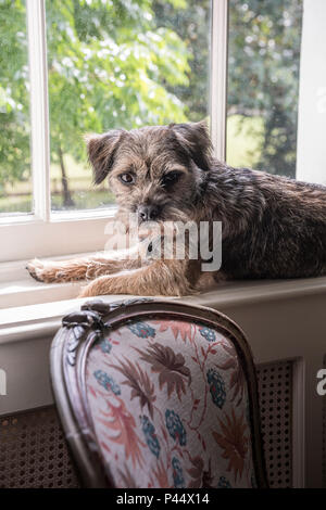 Border terrier si siede sul davanzale di Londra home Foto Stock