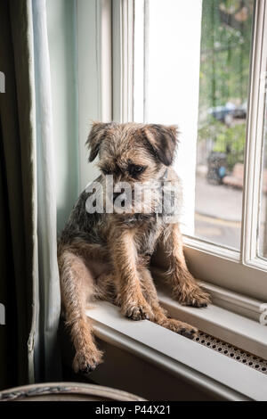 Border terrier si siede sul davanzale di Londra home Foto Stock