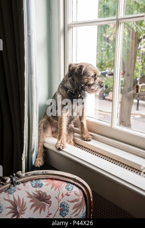 Border terrier si siede sul davanzale di Londra home Foto Stock