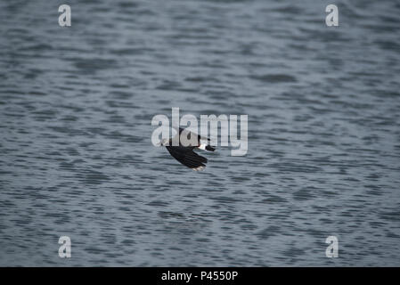 A Lapwings Pitsford Riserva Naturale Foto Stock