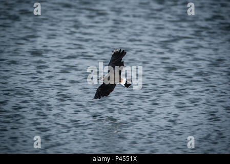A Lapwings Pitsford Riserva Naturale Foto Stock