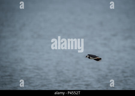 A Lapwings Pitsford Riserva Naturale Foto Stock