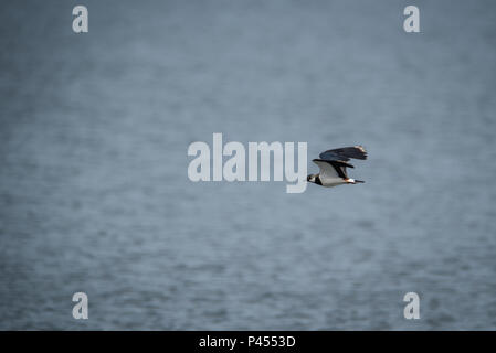 A Lapwings Pitsford Riserva Naturale Foto Stock