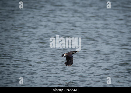 A Lapwings Pitsford Riserva Naturale Foto Stock