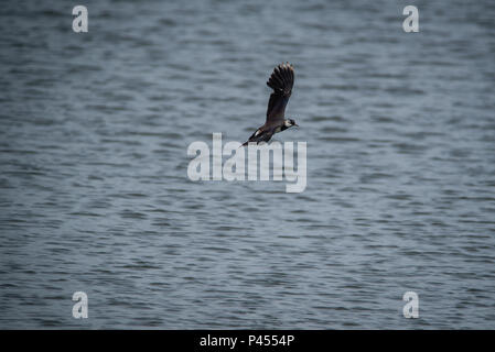 A Lapwings Pitsford Riserva Naturale Foto Stock
