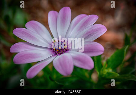 African daisy Calgary Alberta Canada Foto Stock