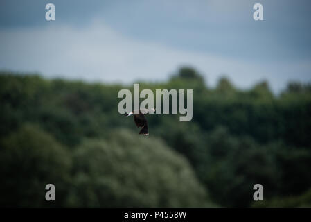 A Lapwings Pitsford Riserva Naturale Foto Stock