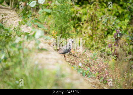 A Lapwings Pitsford Riserva Naturale Foto Stock