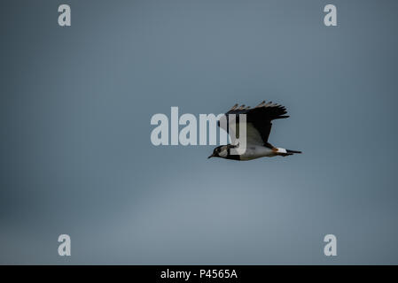 A Lapwings Pitsford Riserva Naturale Foto Stock