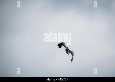 A Lapwings Pitsford Riserva Naturale Foto Stock