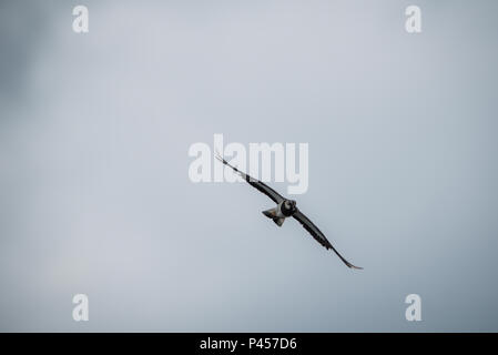 A Lapwings Pitsford Riserva Naturale Foto Stock
