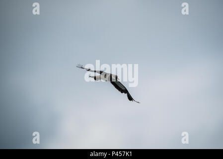 A Lapwings Pitsford Riserva Naturale Foto Stock