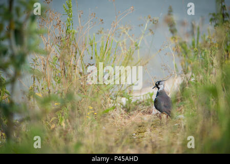 A Lapwings Pitsford Riserva Naturale Foto Stock