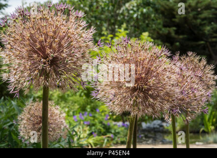 Allium globemaster passando alle sfumature di arancione e rosa come si muore torna al seme. Foto Stock