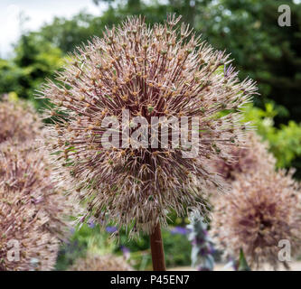 Allium globemaster passando alle sfumature di arancione e rosa come si muore torna al seme. Foto Stock