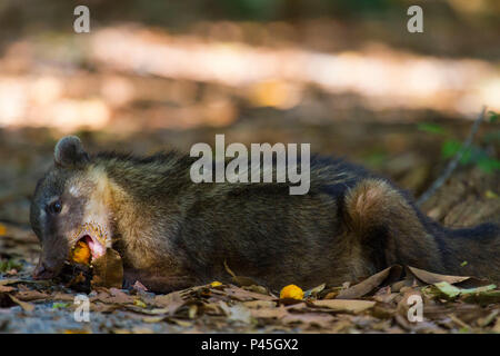 Quati (Nasua nasua) comendo fruto da palmeira bocaiÃºva (Acrocomia aculeata) no Cerrado brasileiro. Bonito / Mato Grosso do Sul, Brasil - 20/out/2013. South-American Coati (Nasua Nasua) eating the fruit of a bocaiuva palm (Acrocomia aculeata) in the Brazilian Cerrado. Bonito / Mato Grosso do Sul, Brazil - Oct 20, 2013. Foto/Photo: Daniel De Granville / Fotoarena Foto Stock