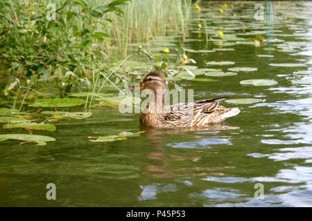 Femmina Mallard duck in un lago tra waterlilies e canne Foto Stock