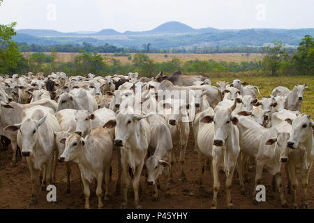 Gado nelore em fazenda na Serra da Bodoquena, regiÃ£o Centro-Oeste do Brasil. Bonito / Mato Grosso do Sul, Brasile - 28/set/2013. Zebù capi di bestiame in un ranch a Bodoquena Mountain Range, Midwest Brasile. Bonito / Mato Grosso do Sul, Brasile - Sep 28, 2013. Foto/Foto: Daniel de Granville / Fotoarena Foto Stock