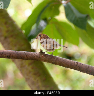 Un bambino Robin appollaiato su un ramo in una fioritura di ciliegio in cerca di cibo in un giardino in Alsager Cheshire England Regno Unito Regno Unito Foto Stock