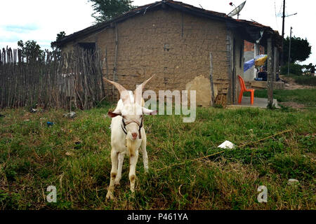 Dez/2013 Bode em Frente à casa de pau un pique na estrada entre Alagoas e Sergipe. Na foto, Sergipe. Caatinga. Seca da caatinga. Tag: Caatinga, seca, sertÃ£o, Sergipe, nordeste, paisagem, solidÃ£o, abandono, sozinha, ferias, passeio, turismo, Estrada, caminho, bucolico, bucolica, BODE, animale, casa, pau un pique, barro, cerca. Foto: Anna Carolina Negri/Fotoarena Foto Stock